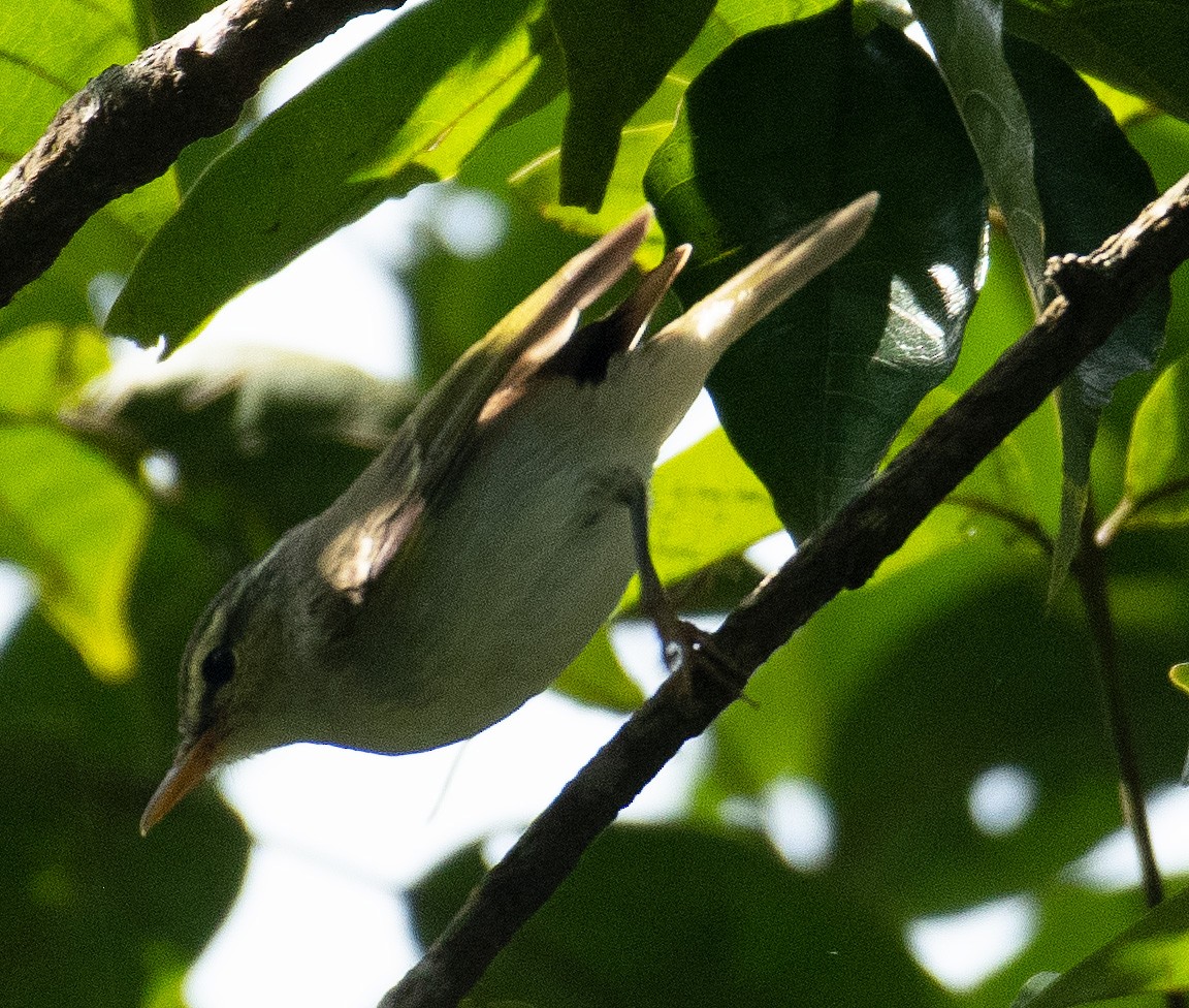 Western Crowned Warbler - ML627302878
