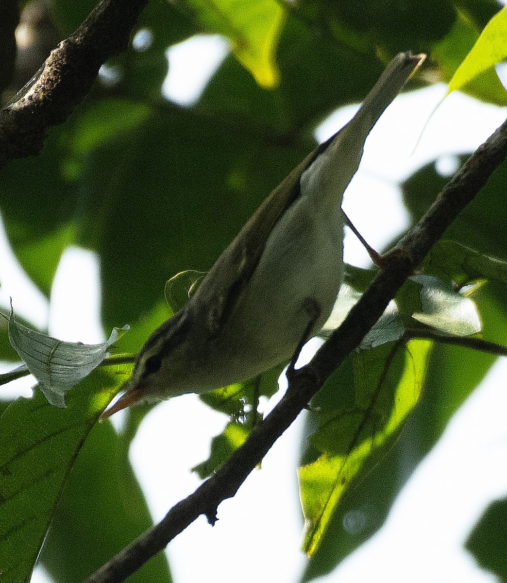 Western Crowned Warbler - ML627302880