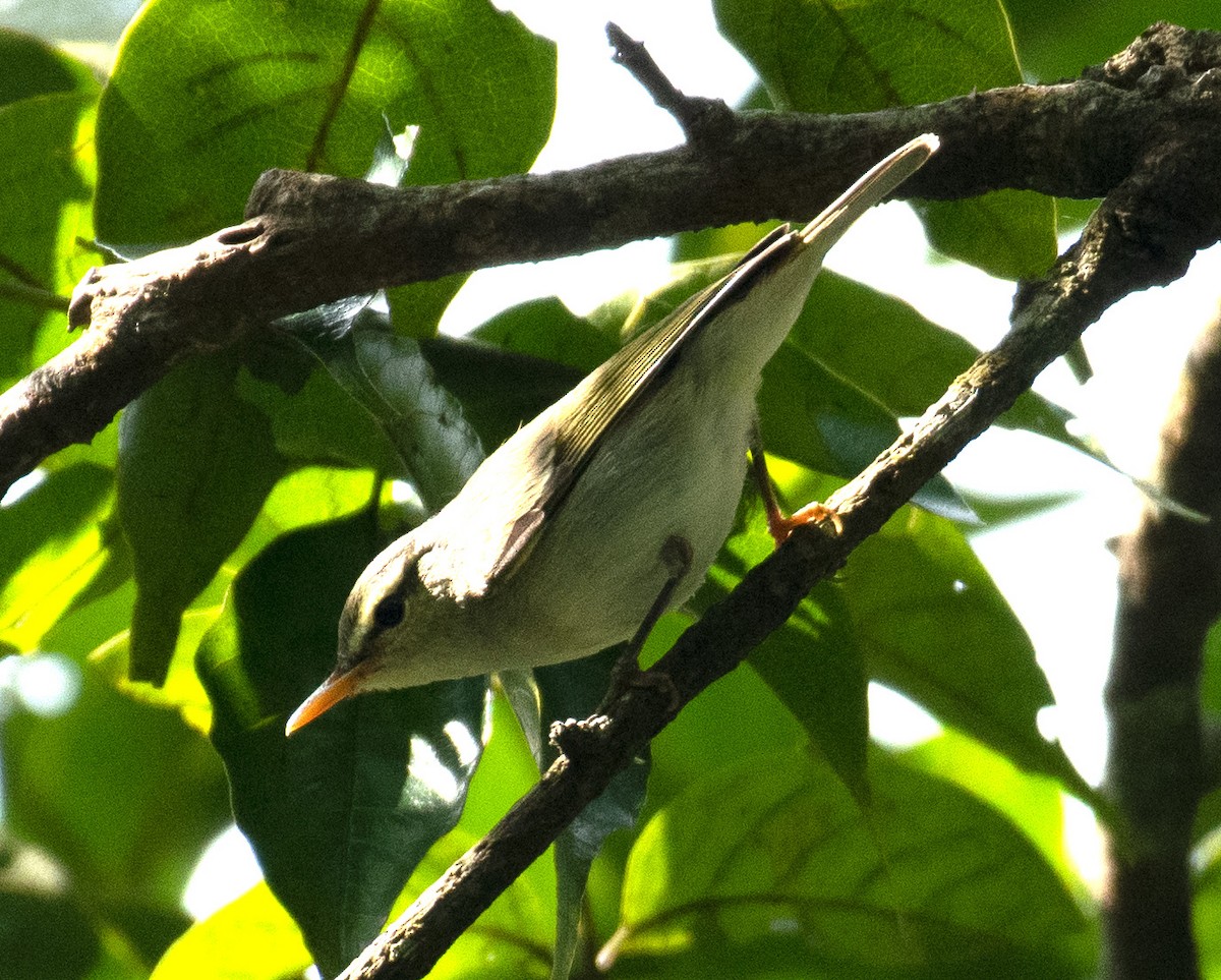 Western Crowned Warbler - ML627302882