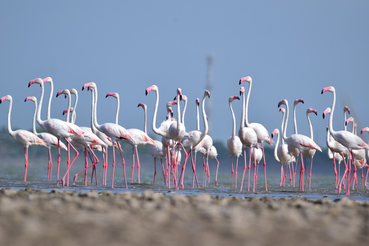Greater Flamingo - ML627302908
