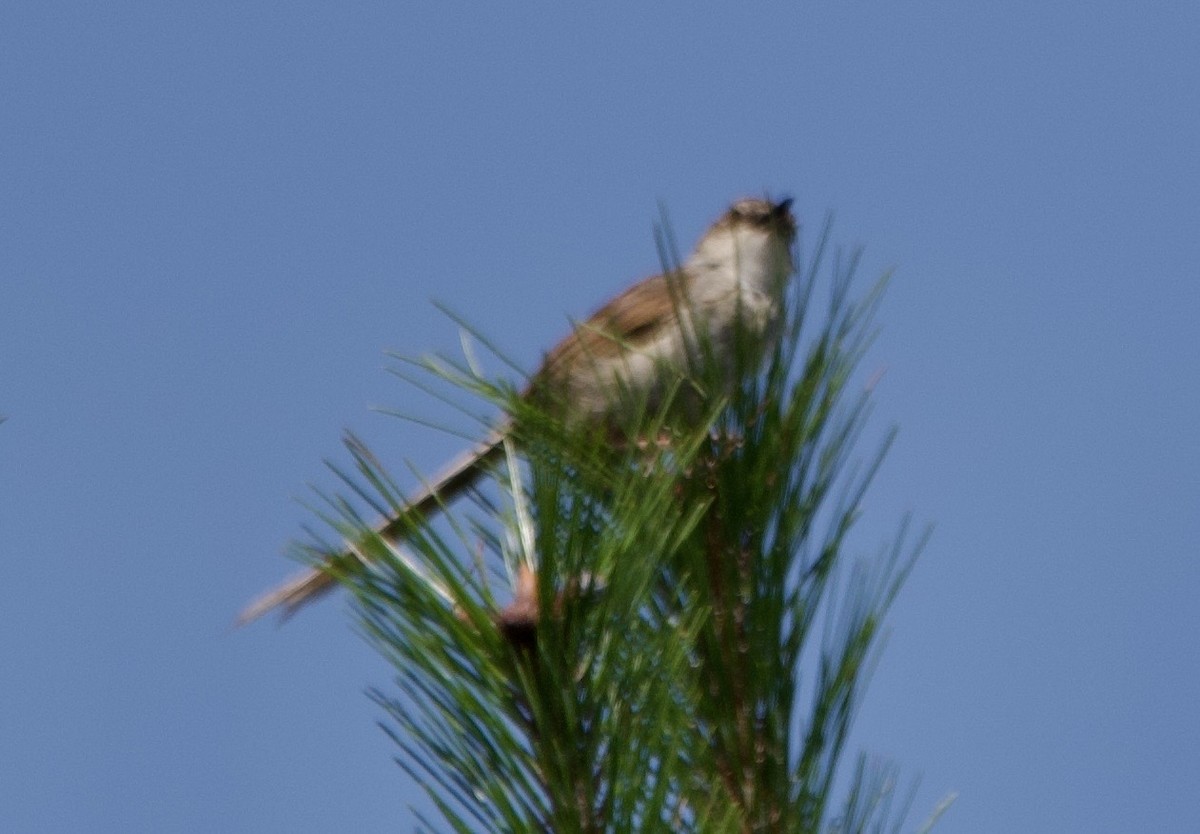 Striped Prinia - ML627303022