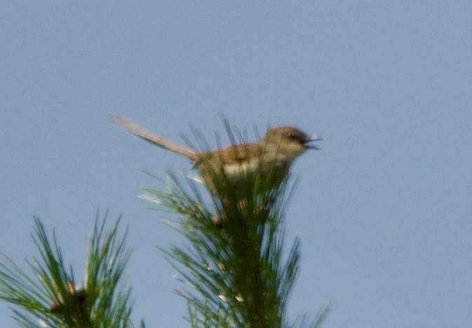 Striped Prinia - ML627303023