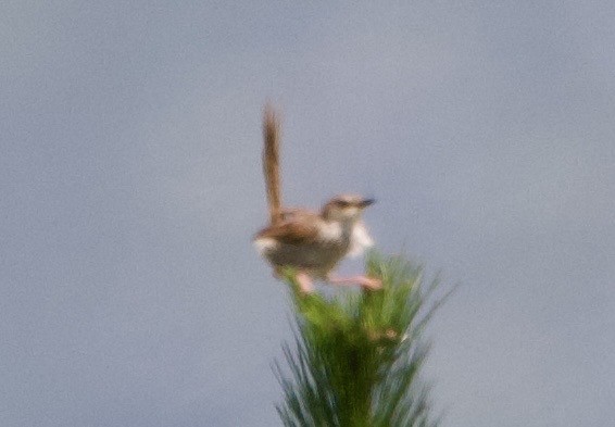 Striped Prinia - ML627303025