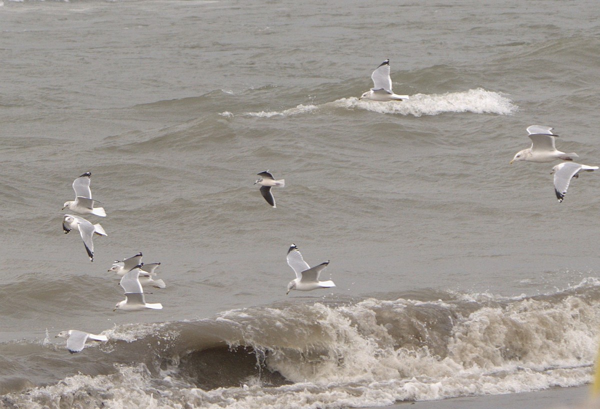 Little Gull - ML627303443
