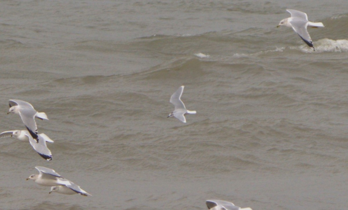 Little Gull - ML627303445