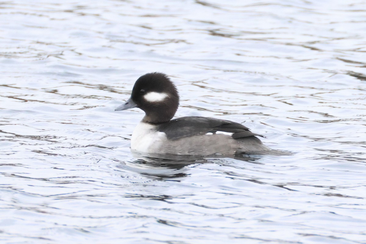 Bufflehead - ML627303485