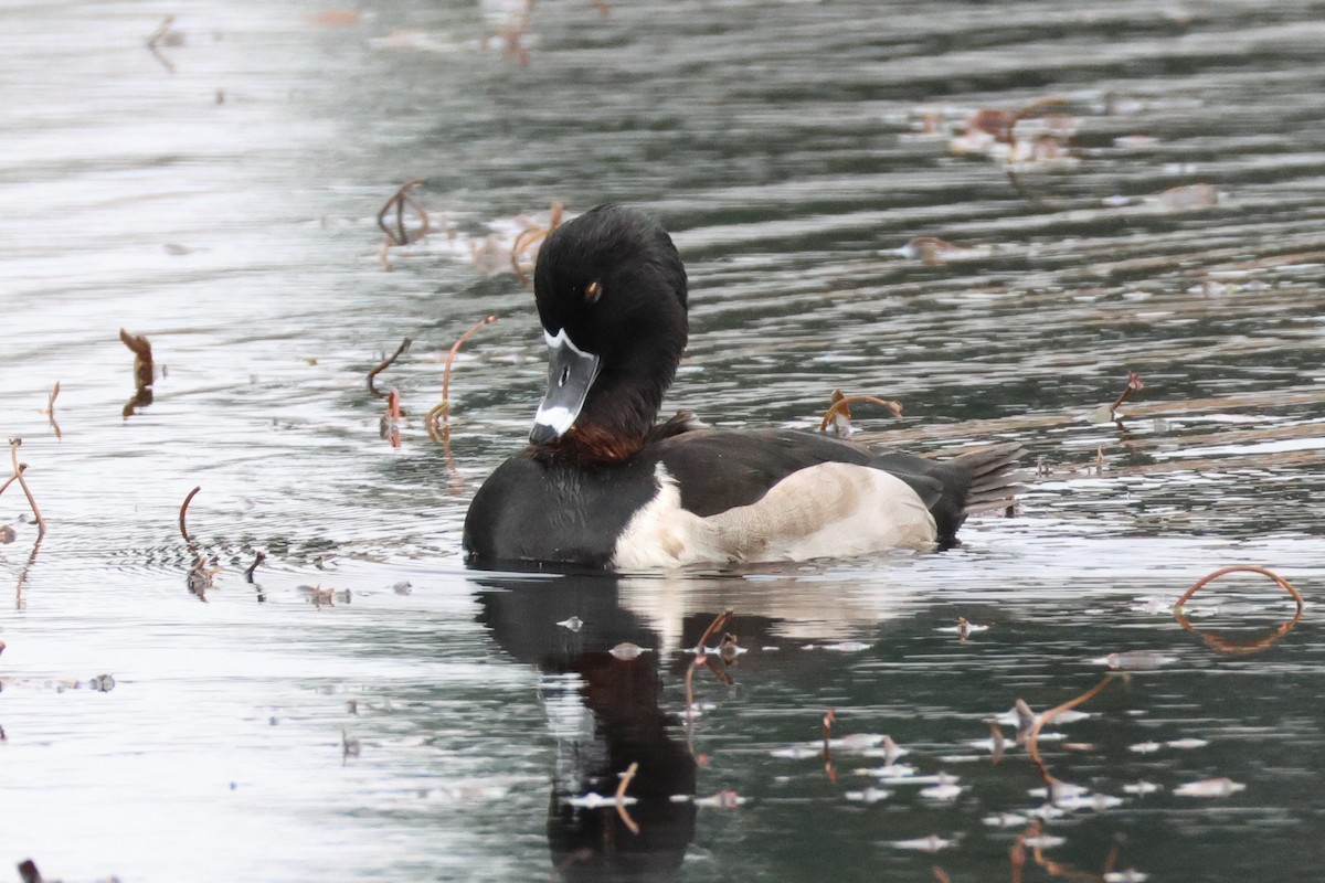 Ring-necked Duck - ML627303515