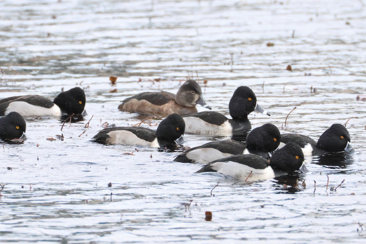 Ring-necked Duck - ML627303541