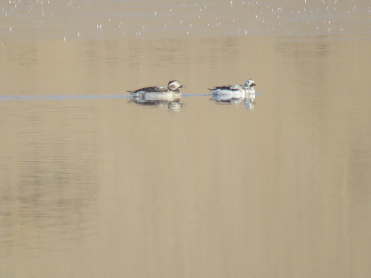 Long-tailed Duck - ML627303590