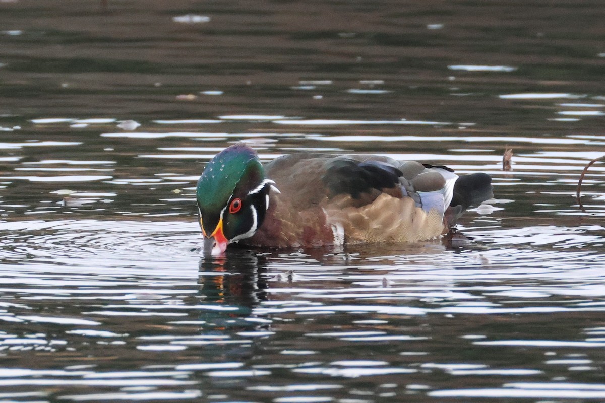 Wood Duck - ML627303592