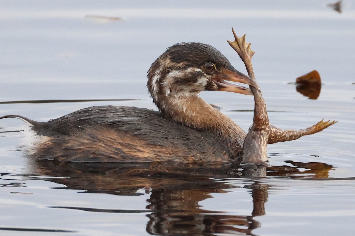 Pied-billed Grebe - ML627303603