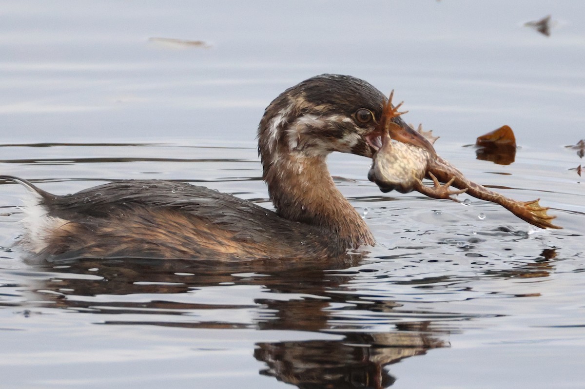 Pied-billed Grebe - ML627303616