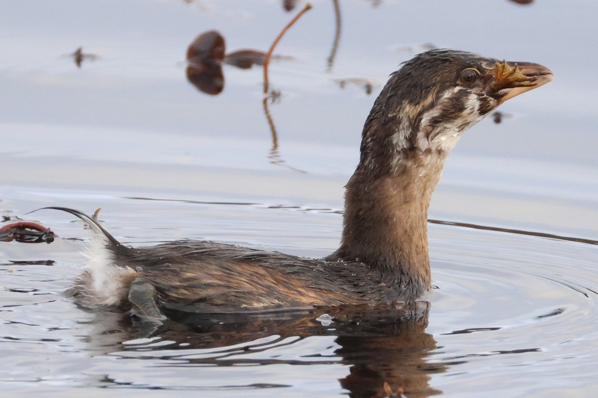 Pied-billed Grebe - ML627303624