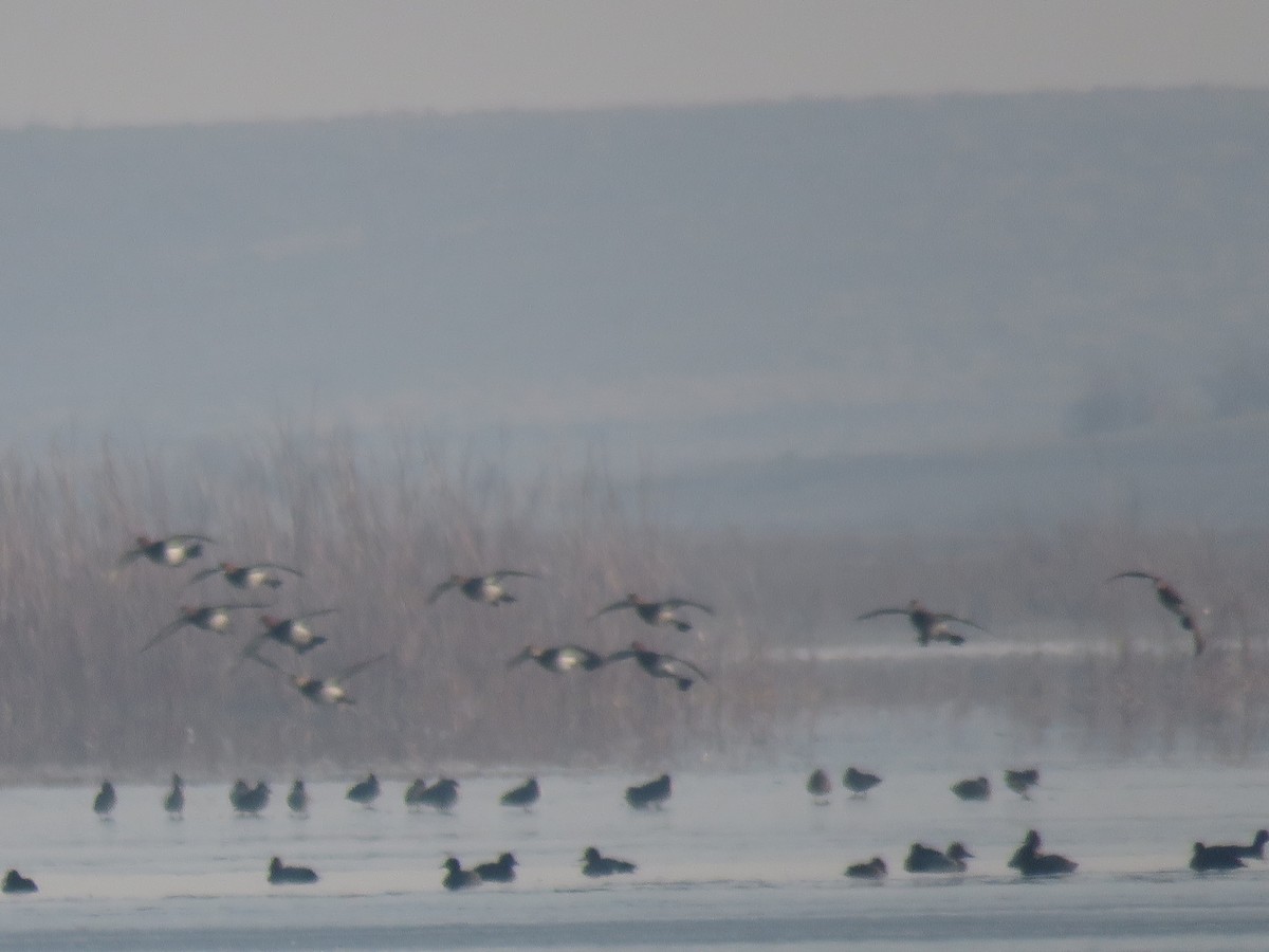 Common Pochard - ML627303631