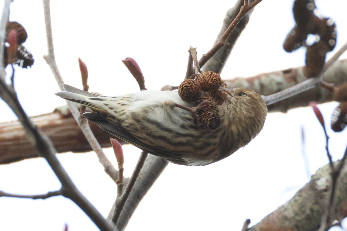 Pine Siskin - ML627303674