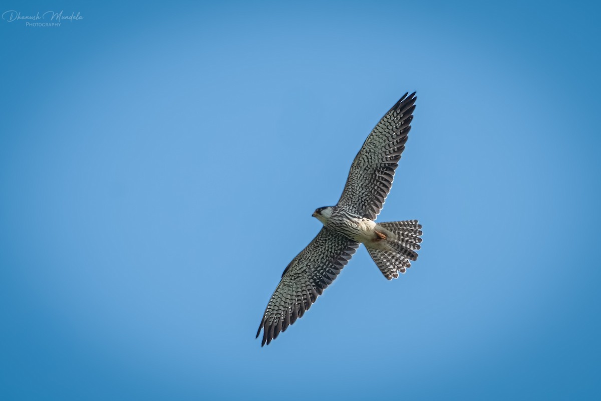 Amur Falcon - ML627303752