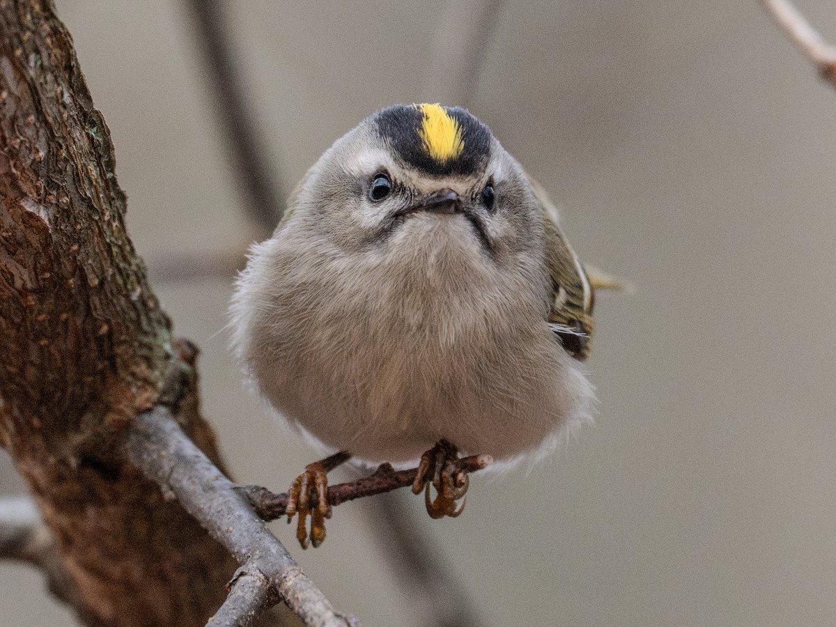 Golden-crowned Kinglet - ML627303920