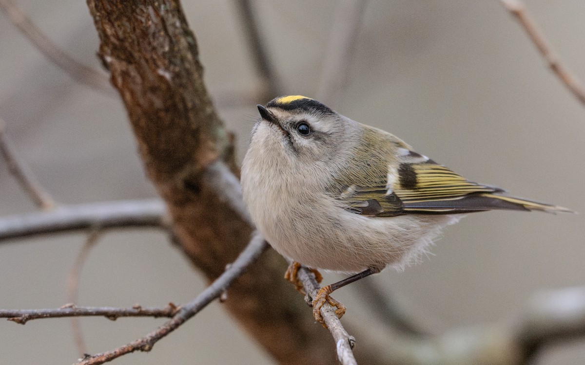 Golden-crowned Kinglet - ML627303926