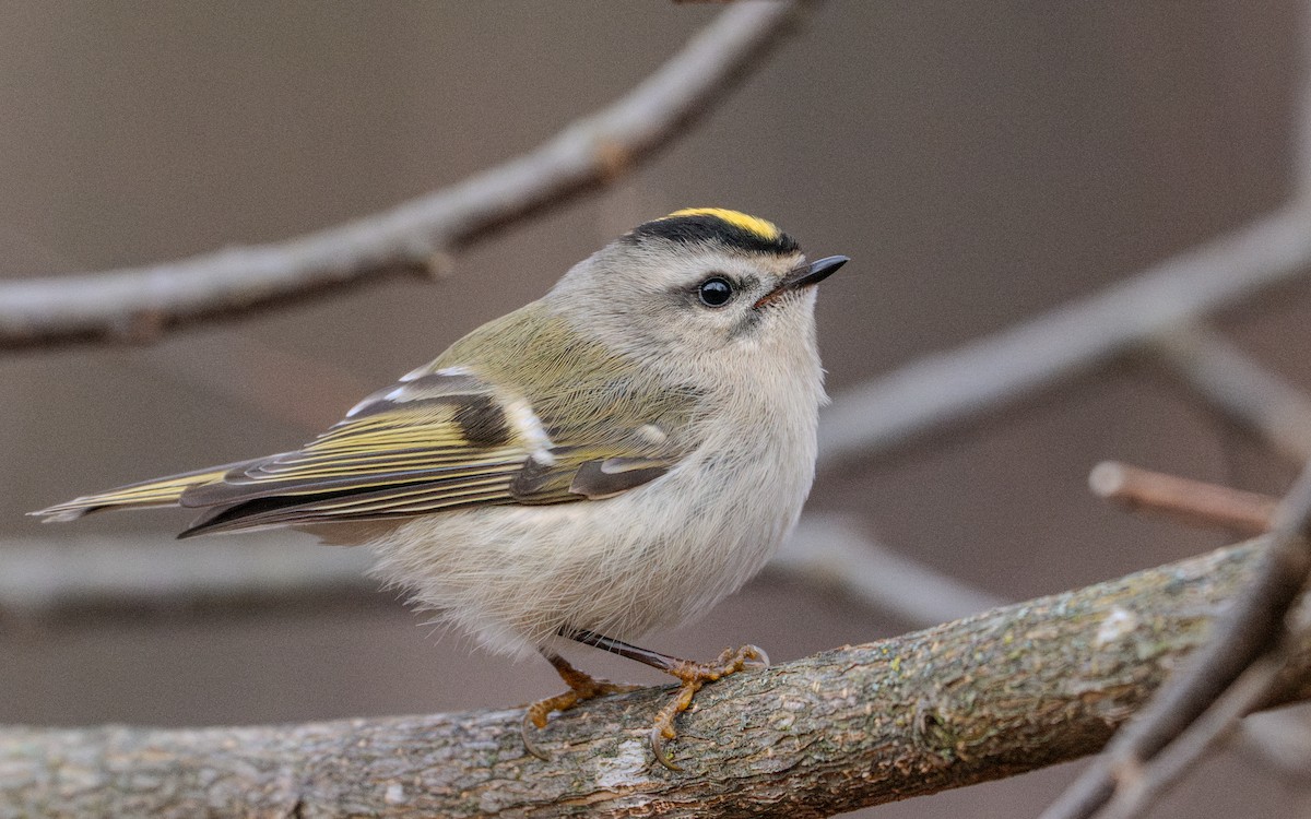 Golden-crowned Kinglet - ML627303927
