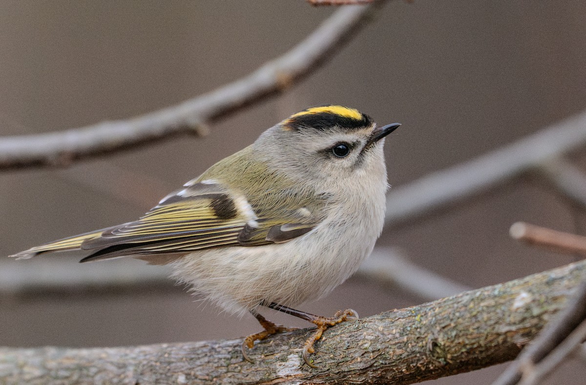 Golden-crowned Kinglet - ML627303989