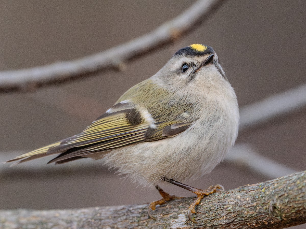 Golden-crowned Kinglet - ML627303997