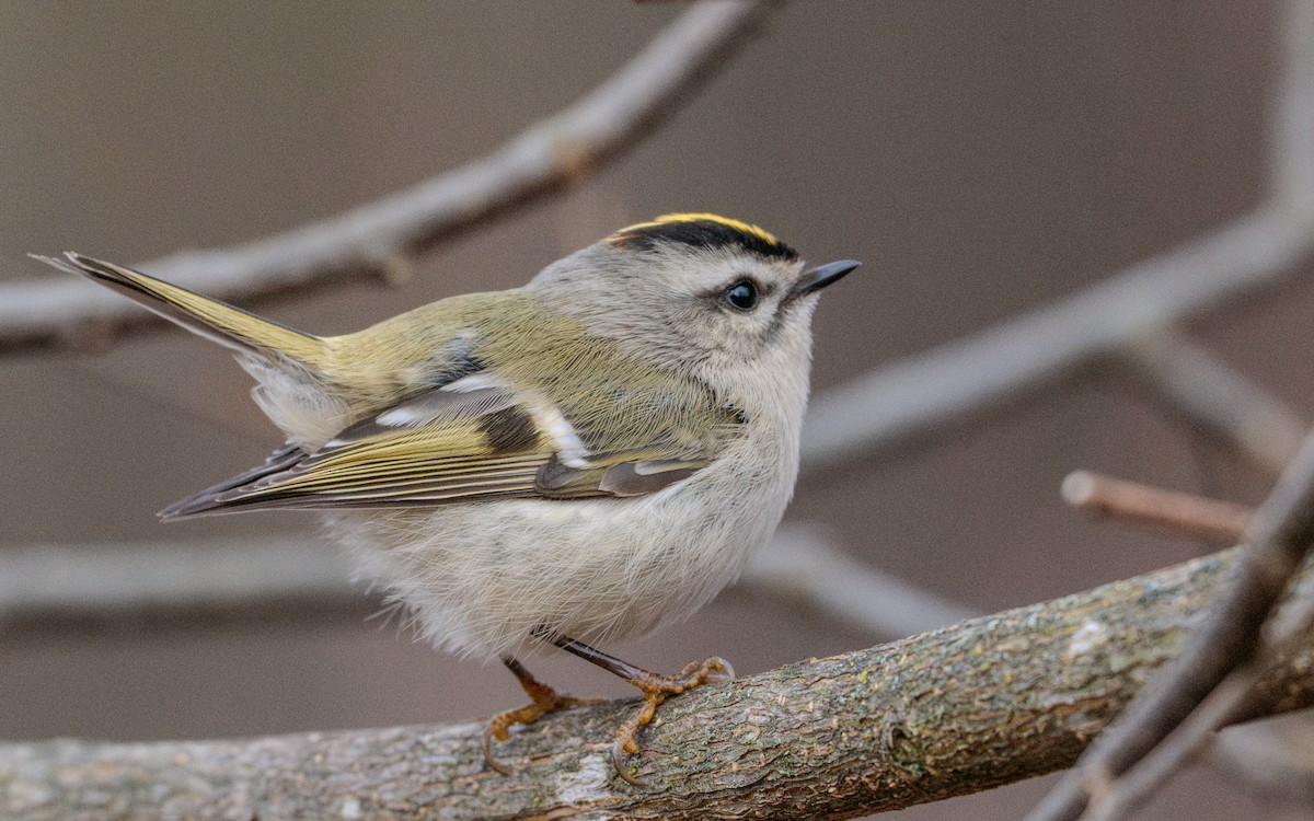 Golden-crowned Kinglet - ML627303998