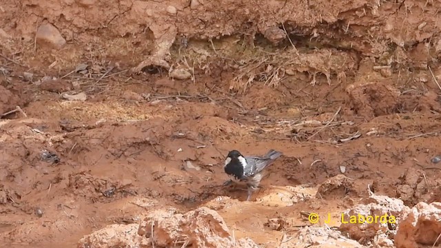 ヒガラ - ML627304432