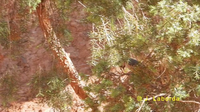 Mésange huppée - ML627304434