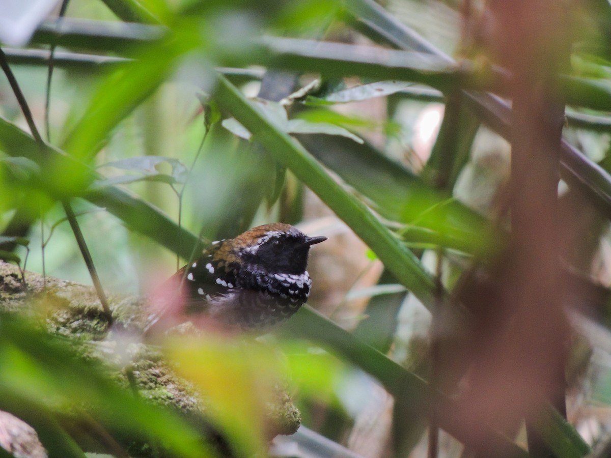 Squamate Antbird - ML627304520