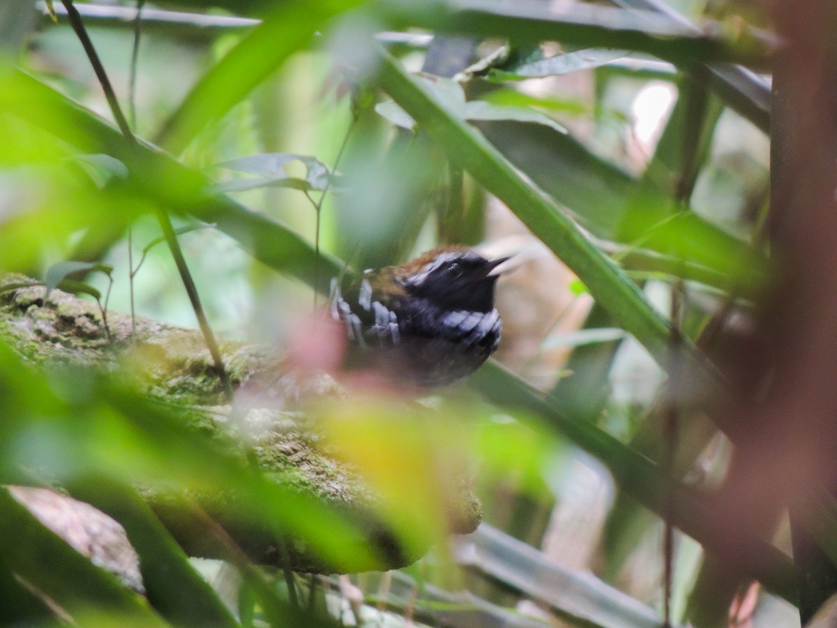 Squamate Antbird - ML627304521