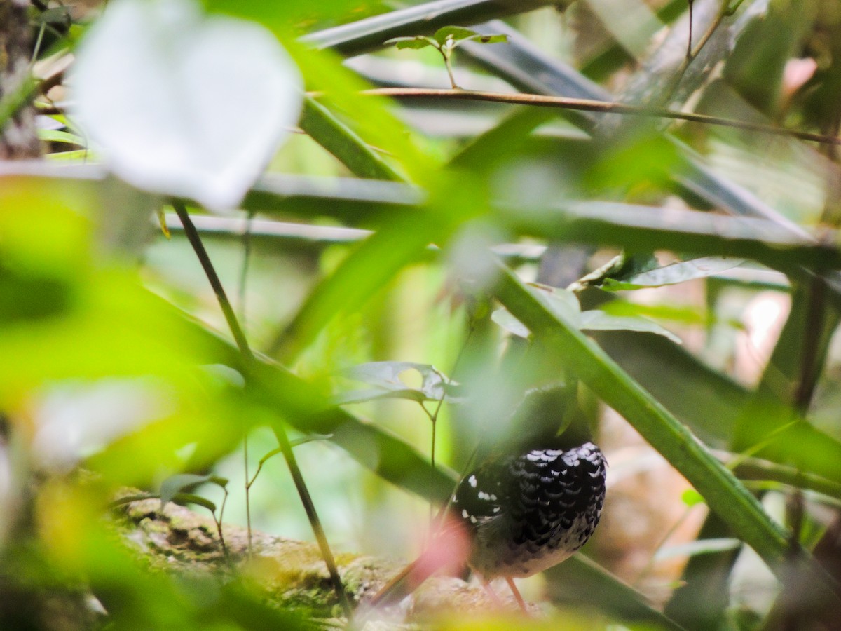 Squamate Antbird - ML627304522