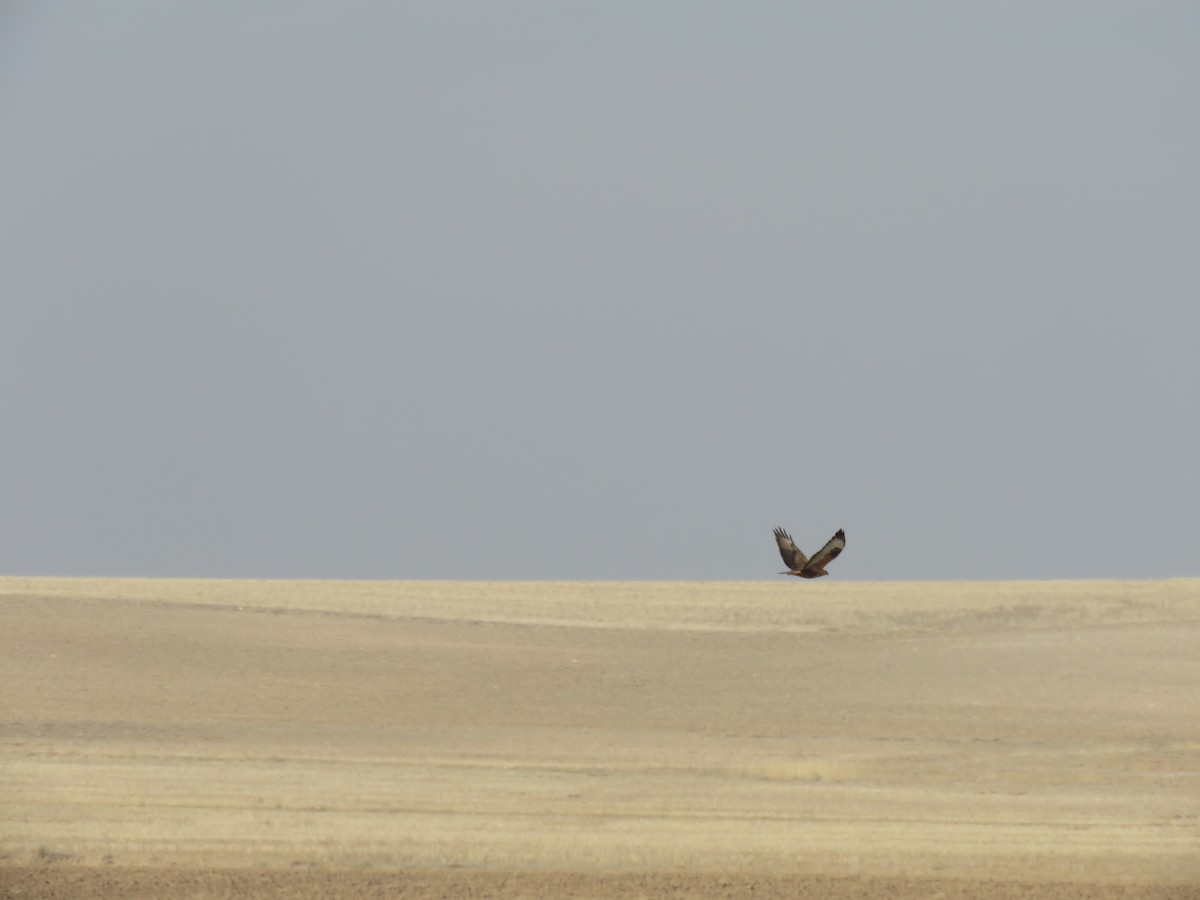 Common Buzzard - ML627304542