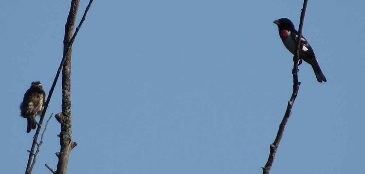 Cardinal à poitrine rose - ML62730471