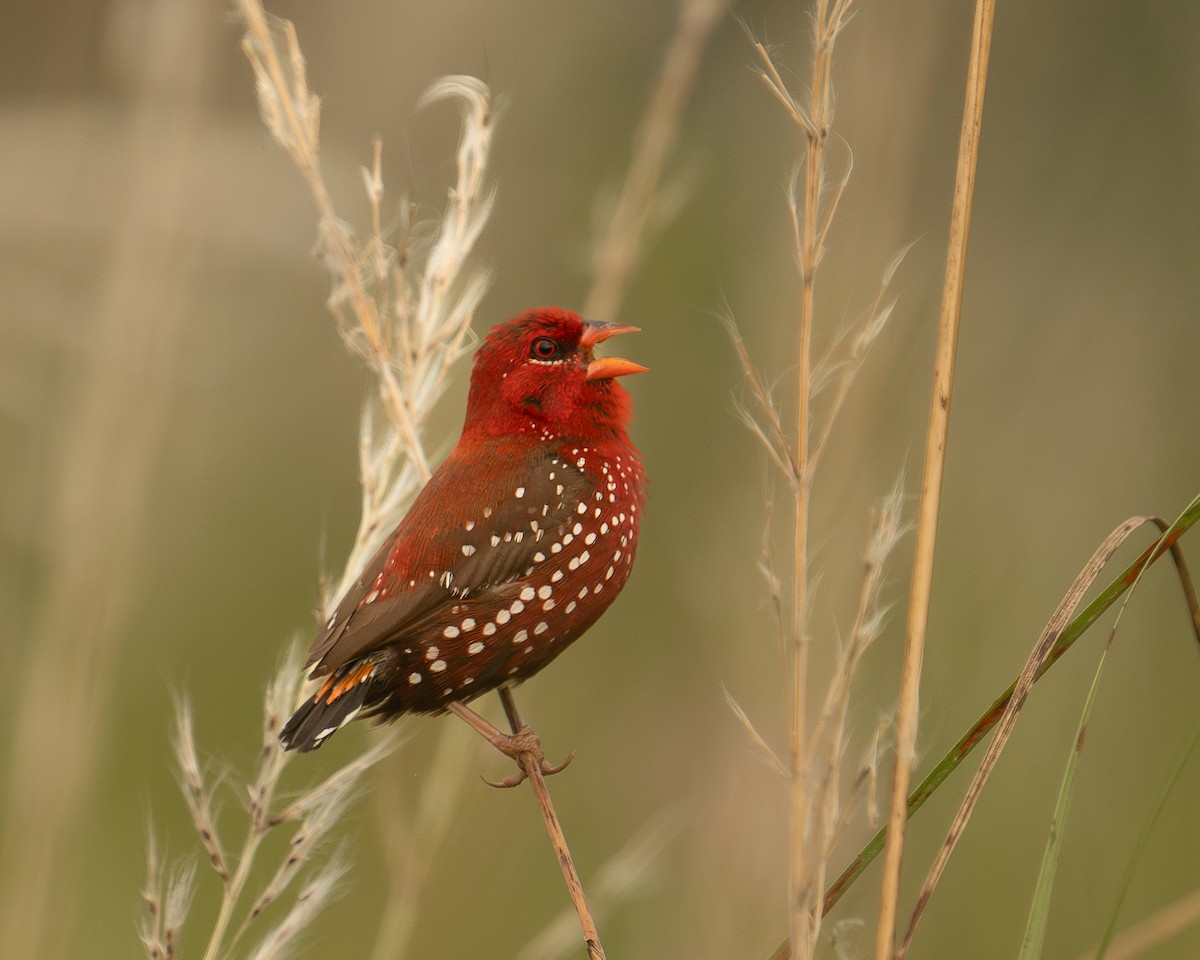 ML627304806 - Red Avadavat - Macaulay Library
