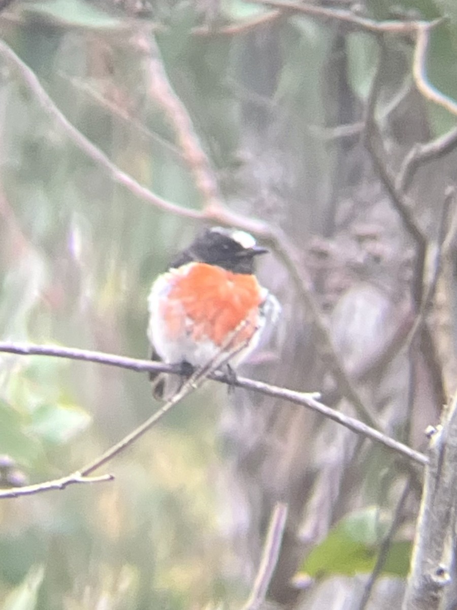 Scarlet Robin - ML627304857