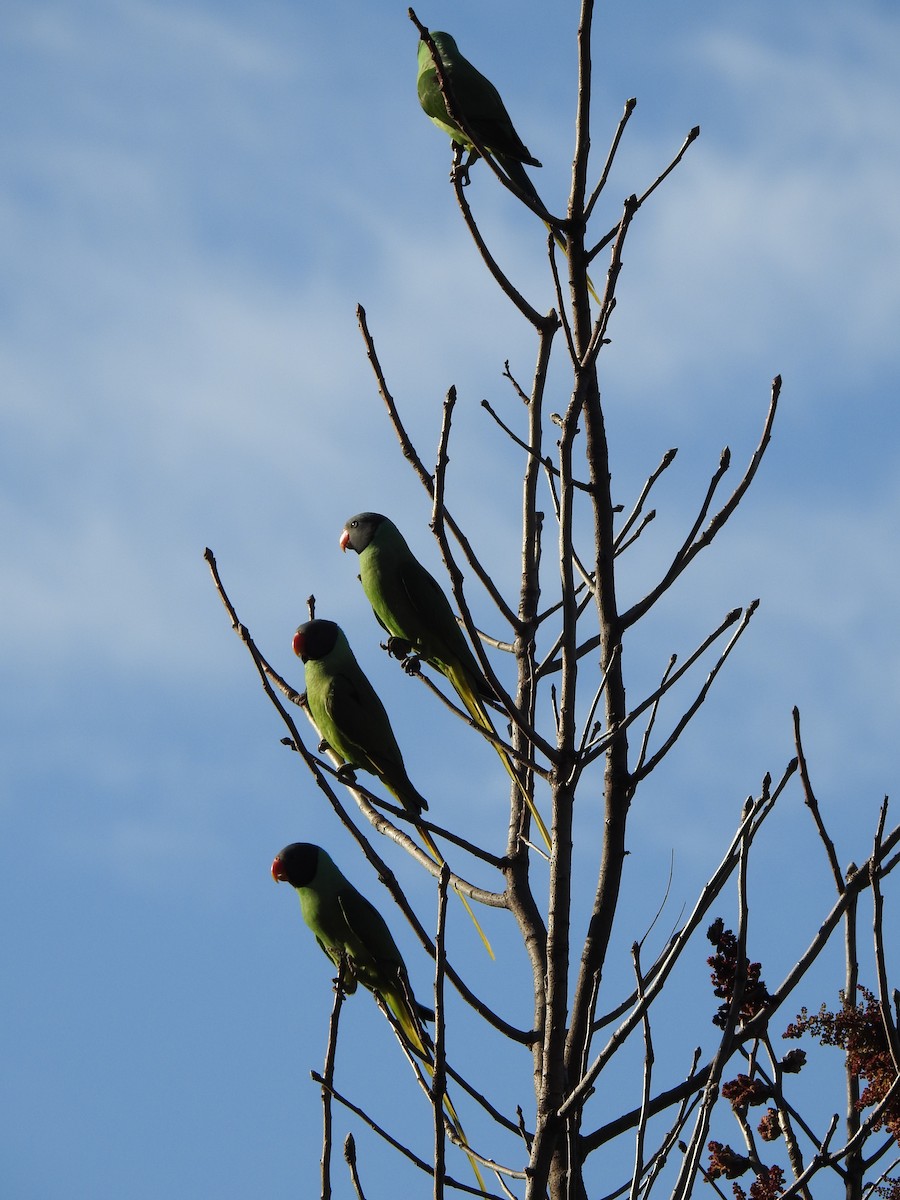 Slaty-headed Parakeet - ML627304964