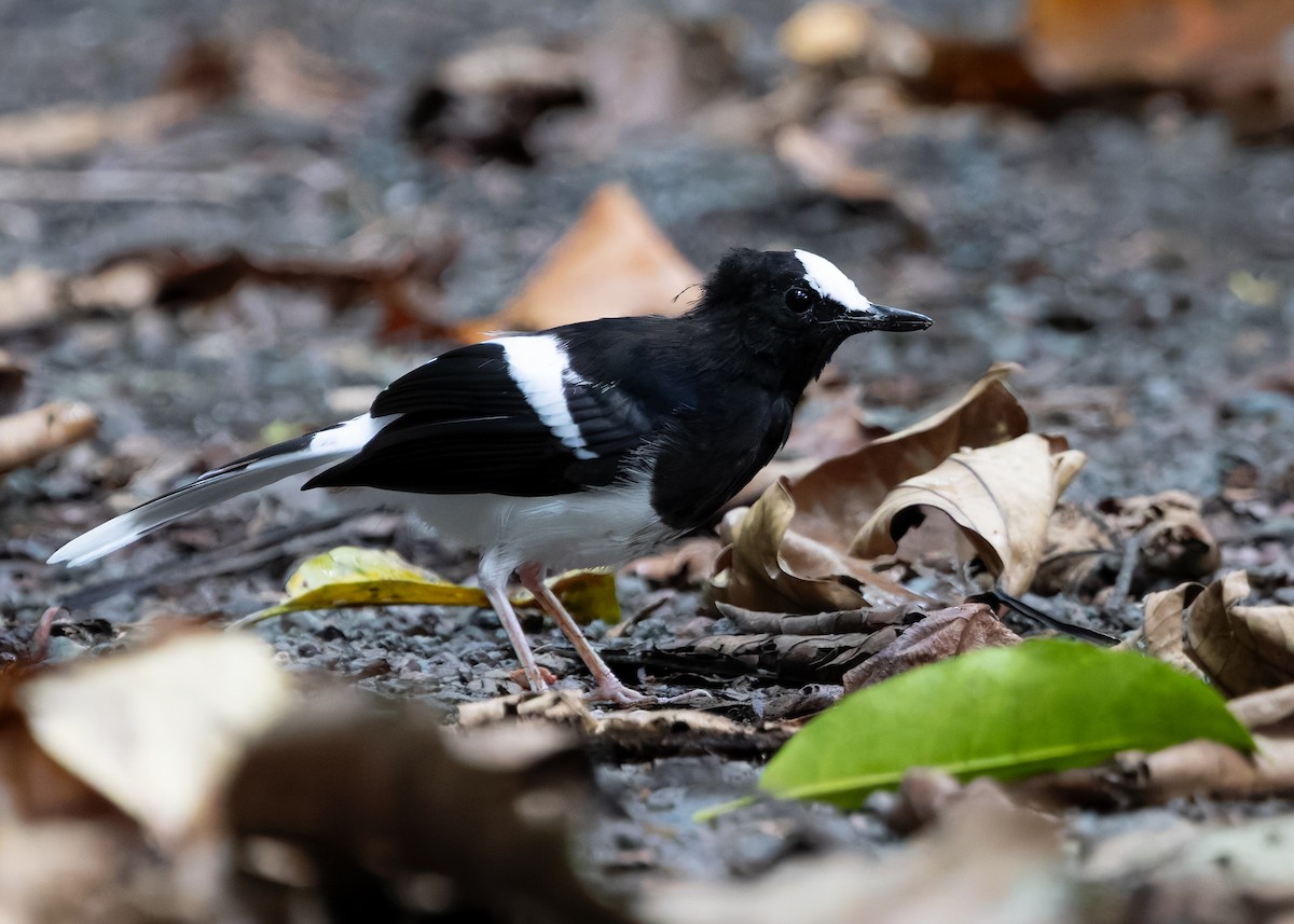 White-crowned Forktail (Malaysian) - ML627305120