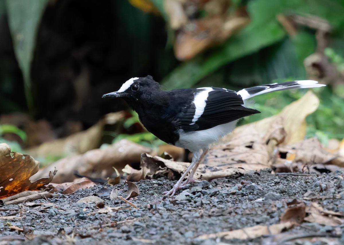 White-crowned Forktail (Malaysian) - ML627305121