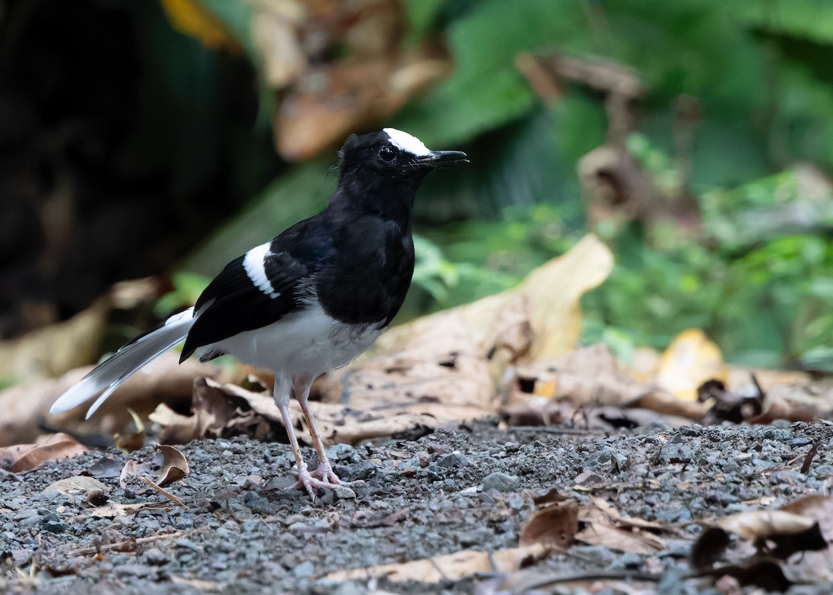 White-crowned Forktail (Malaysian) - ML627305122