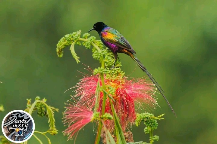 strdimil duhový - ML627305230