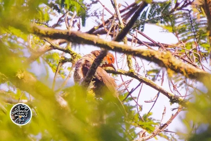 Kongoameisenpicker - ML627305249