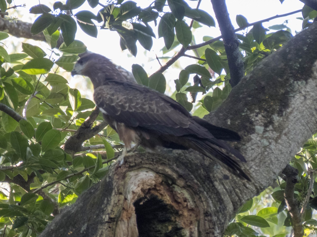 Сохор элээ - ML627305287