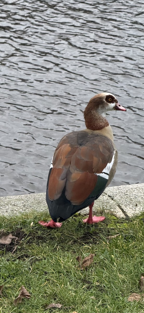 Egyptian Goose - ML627305309