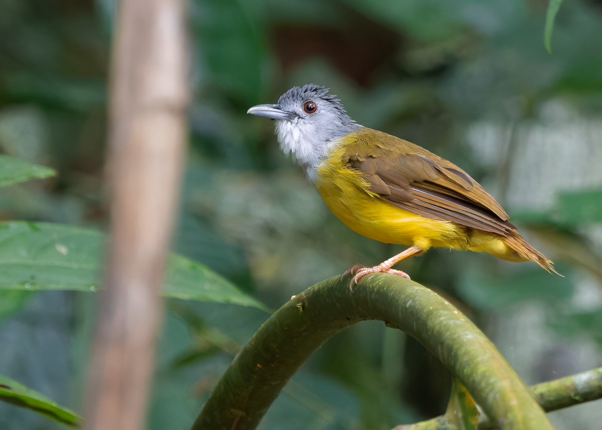 Yellow-bellied Bulbul - ML627305519