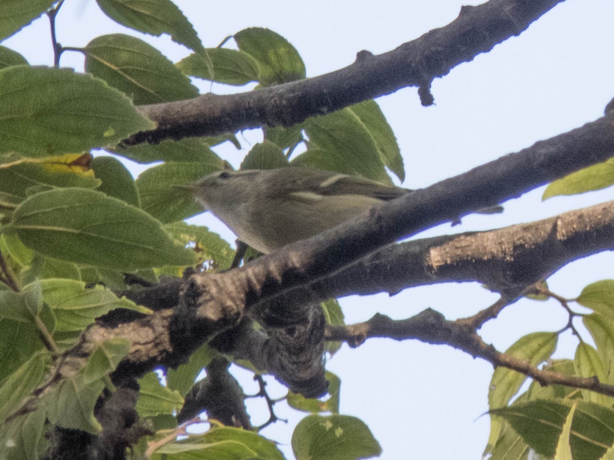 Хүмей дууч шувуу - ML627305681