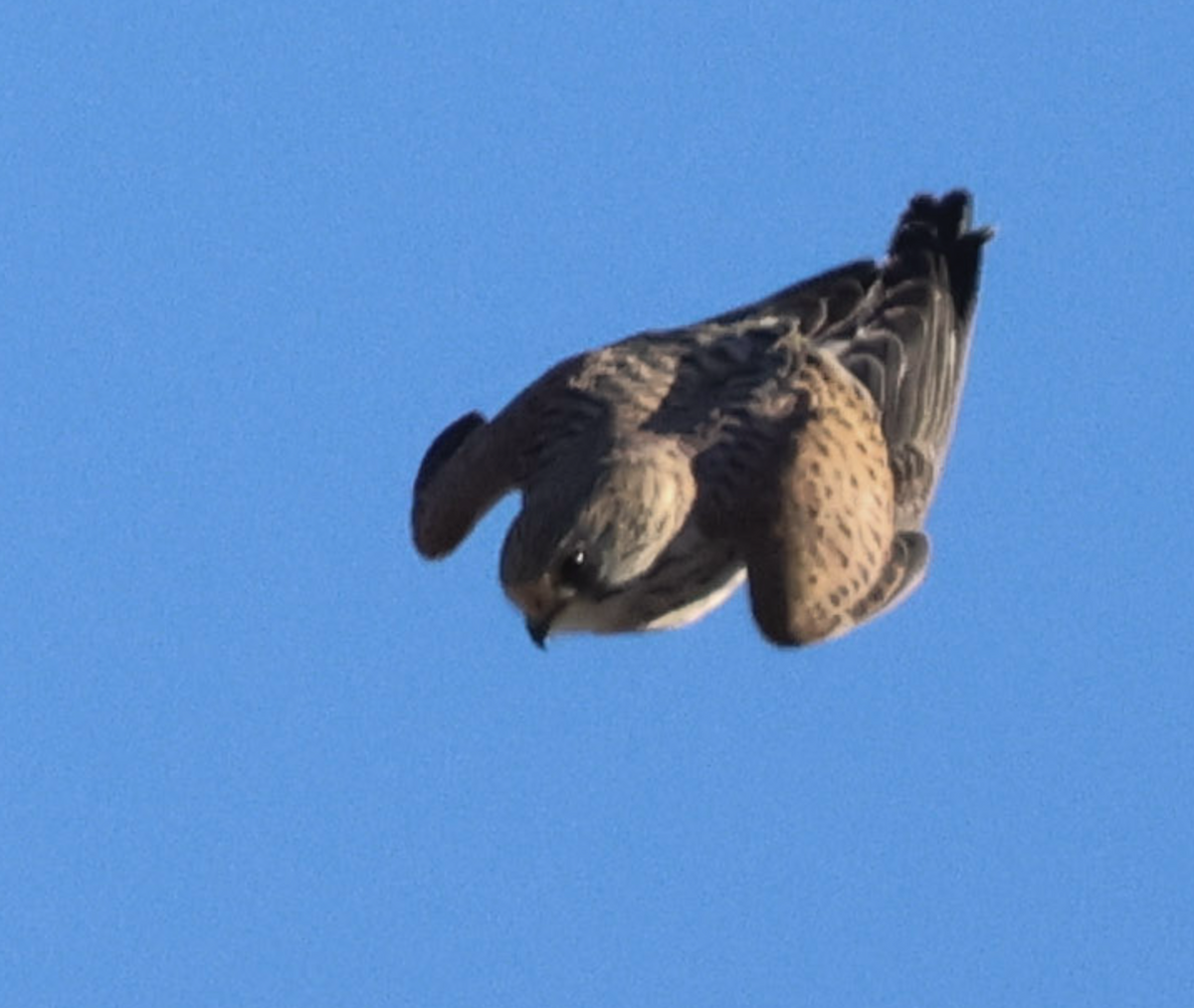 Начин шонхор - ML627305682