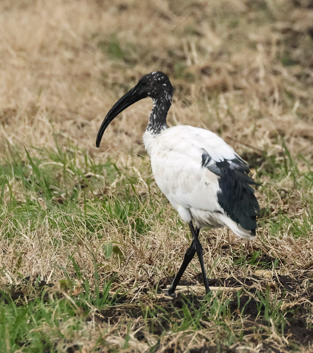 African Sacred Ibis - ML627305693