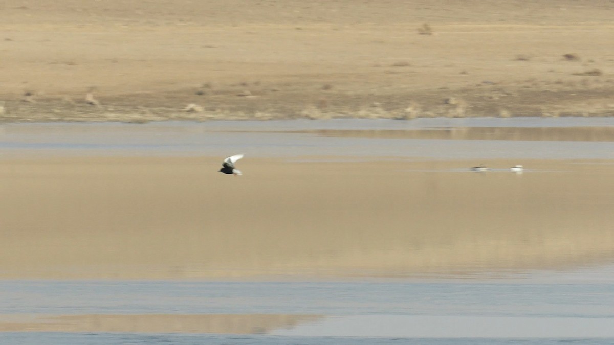 White-winged Tern - ML627305746