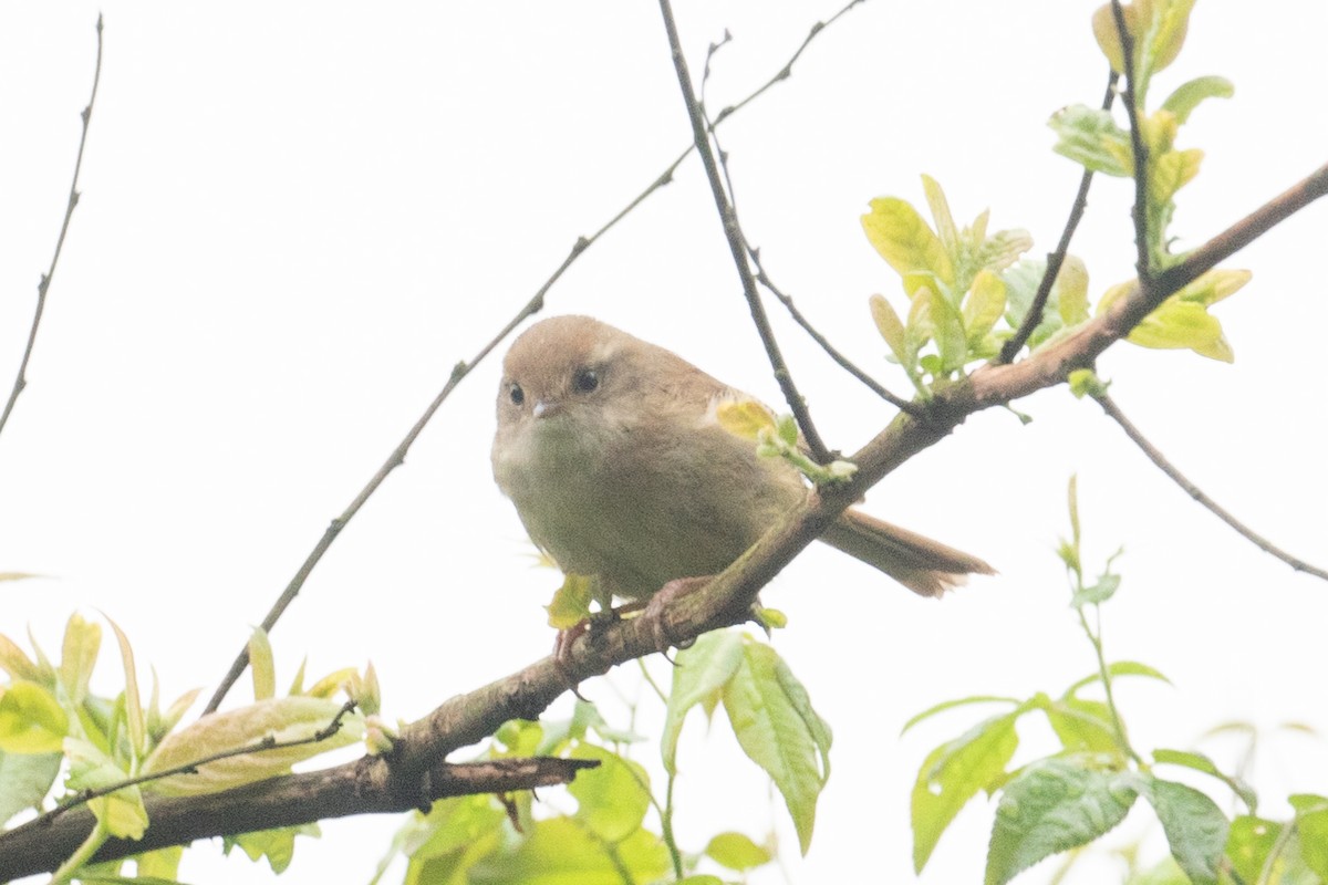 Brownish-flanked Bush Warbler - ML627305753