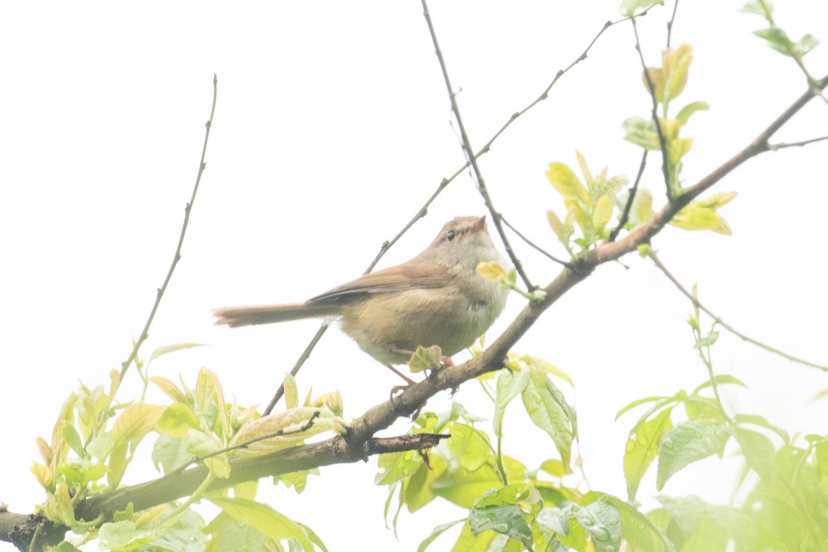 Brownish-flanked Bush Warbler - ML627305754